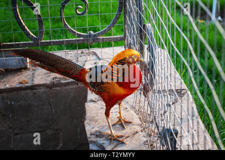 Le Faisan doré est un bel oiseau exotique vivant sur une ferme d'élevage. Banque D'Images