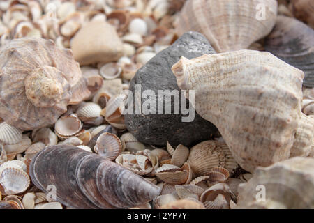 Les coquillages, coquillages - textures ou fonds - divers cailloux, roches et les épines. Collection de coquillages de mer. Banque D'Images