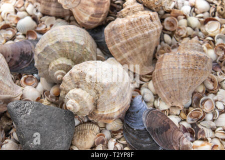 Les coquillages, coquillages - textures ou fonds - divers cailloux, roches et les épines. Collection de coquillages de mer. Banque D'Images