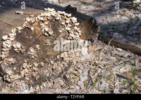 Arbre couvert de champignons. Dans la forêt se trouve un vieil arbre sec, couvert de champignons. Les champignons poussent sur un arbre. Banque D'Images