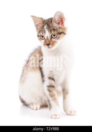 Funny chaton assis devant et à la recherche vers le bas. Un chaton espiègle sur un fond blanc. En tant qu'élément de la conception de l'emballage de nourriture pour chat Banque D'Images