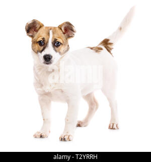 Le chien est avec une queue. Drôle chiot se tient sur le côté. Chiot, debout près de la balle. Isolé sur un fond blanc. En tant qu'élément de la conception de l'emballage fo Banque D'Images