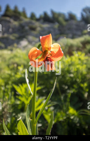 Lily carnioliennes dans les montagnes Banque D'Images