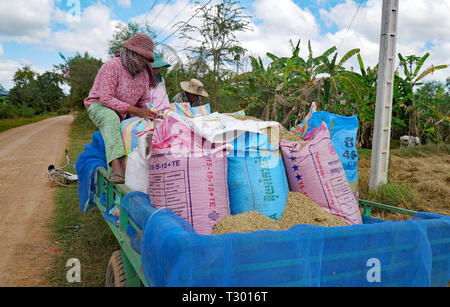 Battambang, Cambodge. 10-12-2018. Les femmes loading la récolte du riz sur une remorque. Banque D'Images