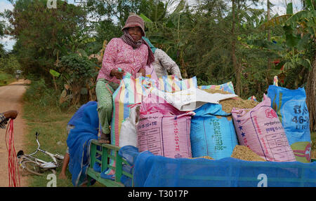 Battambang, Cambodge. 10-12-2018. Les femmes loading la récolte du riz sur une remorque. Banque D'Images