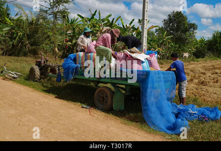 Battambang, Cambodge. 10-12-2018. Chargement de la récolte de riz de la famille sur une remorque dans le Cambodge rural. Banque D'Images