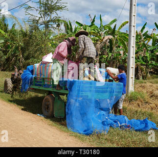 Battambang, Cambodge. 10-12-2018. La récolte de riz de chargement sur une remorque dans le Cambodge rural. Banque D'Images