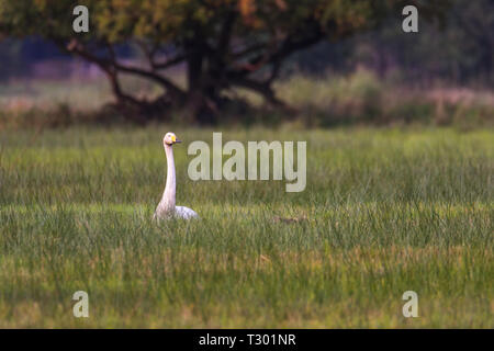 Cygne chanteur Cygnus cygnus , assis sur un champ Banque D'Images