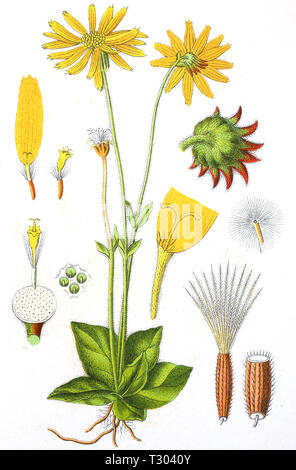 Amélioration numérique reproduction d'une illustration de, Arnika, Arnica montana, Wolf's bane, leopard's bane, le tabac, l'arnica des montagnes, d'un tirage original du 19e siècle Banque D'Images