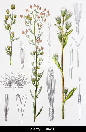 Amélioration numérique reproduction d'une illustration de, echtes Franzosenkraut gemeines Berufkraut und, Erigeron canadensis, Erigeron acris, Canadian horseweed vergerette et amère, d'un tirage original du 19e siècle Banque D'Images