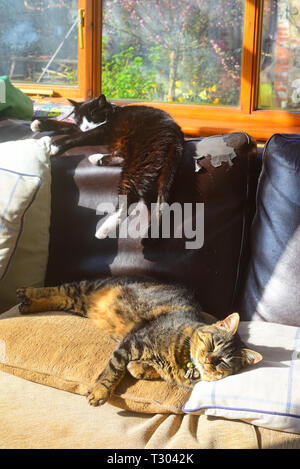 Les chats dorment sur setee dans le salon en soleil Banque D'Images