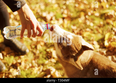 Portrait de coquine rousse de chiot. le chien boit de l'eau à partir de la bouteille en plastique. femme tenant sa main avec liquide potable Banque D'Images