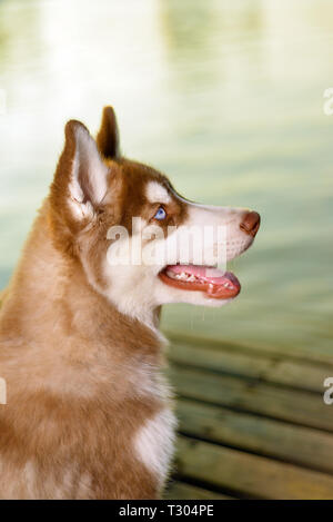 Portrait de beau chien chiot Husky rouge. en haut. à l'arrière-plan est un lac Banque D'Images