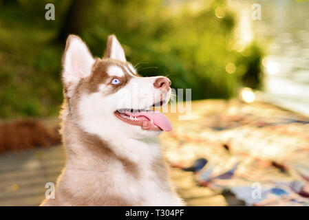 Portrait de beau chien chiot husky. Le rouge en haut. Banque D'Images