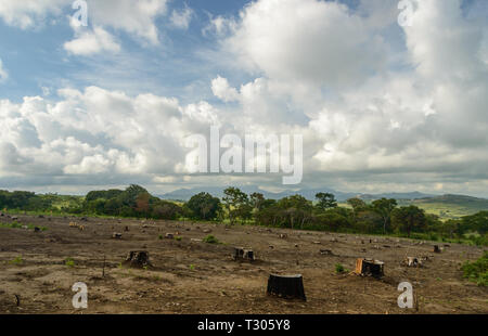 Un champ d'arbres effacée laissant juste dans le terrain au Malawi Banque D'Images