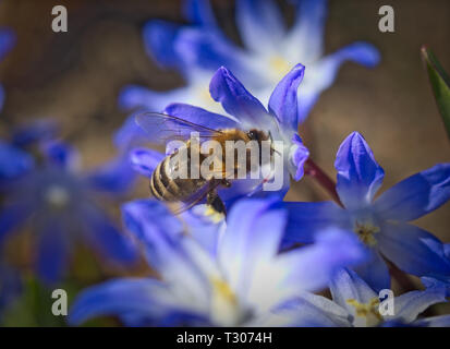 La recherche d'abeilles nectar sur une fleur de printemps bleu de Sibérie (squill Scilla siberica). Banque D'Images