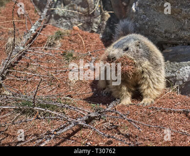 Marmotte des Alpes (Marmota marmota) transportant les aiguilles de pin brun dans sa bouche. Banque D'Images