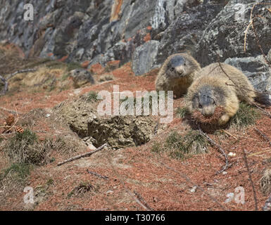 Deux marmottes alpines (Marmota marmota), l'un porteur d'aiguilles de pin brun dans sa bouche. Banque D'Images