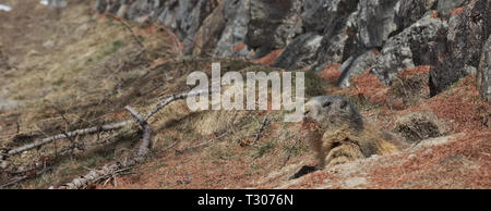 Marmotte des Alpes (Marmota marmota) à la réalisation d'enfouir les aiguilles de pin brun dans sa bouche. Banque D'Images