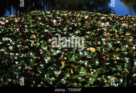 Water Lilies, NYMPHAEA HYBRIDE, Queensland, Australie. Banque D'Images