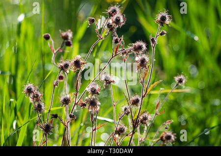 Tiges de benoîte Geum rivale (violet) éclairés par le soleil du matin sur l'arrière-plan pré vert par la rosée Banque D'Images