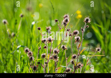 Tiges de benoîte Geum rivale (violet) éclairés par le soleil du matin sur l'arrière-plan pré vert par la rosée Banque D'Images