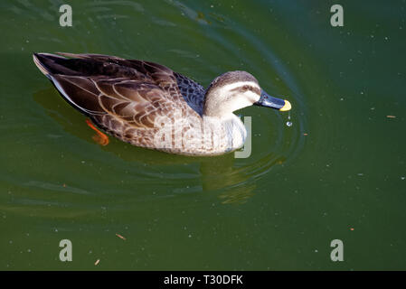 -Indiennes (Anas poecilorhyncha) est un canard de surface grande c'est un canard d'élevage non migratrices dans l'ensemble de zones humides d'eau douce dans l'Ind Banque D'Images