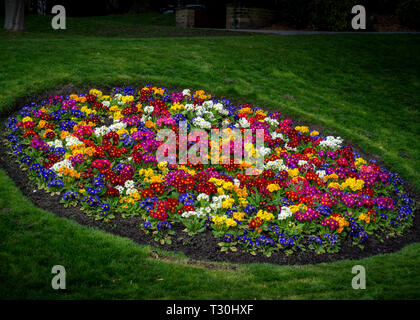 Fleurs d'un cercle en paysagers dans les jardins au parc Greenhead, Huddersfield sur un matin de printemps. Banque D'Images