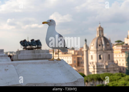 Mouette mélanocéphale coin sur la toiture du Vittoriano sur l'arrière-plan de vue de Rome avec le sunny day Banque D'Images