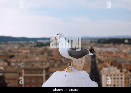 Mouette mélanocéphale coin sur la toiture du Vittoriano à Rome, Italie. Arrière-plan avec l'été journée ensoleillée et ciel bleu Banque D'Images