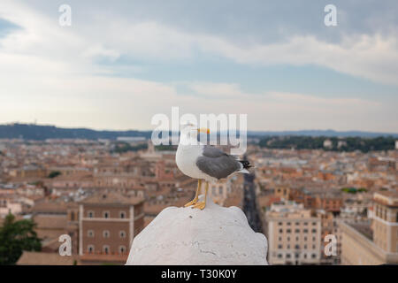 Mouette mélanocéphale coin sur la toiture du Vittoriano à Rome, Italie. Arrière-plan avec l'été journée ensoleillée et ciel bleu Banque D'Images