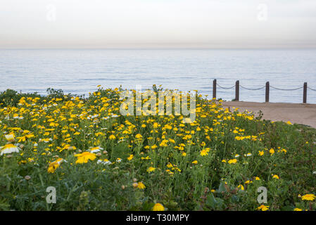 Fleurs sauvages à Sunset Cliffs Parc Naturel. San Diego, Californie, USA. Banque D'Images