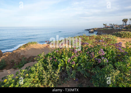 Fleurs sauvages à Sunset Cliffs Parc Naturel. San Diego, Californie, USA. Banque D'Images