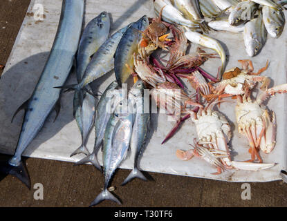 Chennai, Indien. Le 08 février, 2019. Marché aux poissons, sur la plage de Chennai (Madras) en Inde du Sud, ajoutée le 08.02.2019 | Conditions de crédit dans le monde entier : dpa/Alamy Live News Banque D'Images