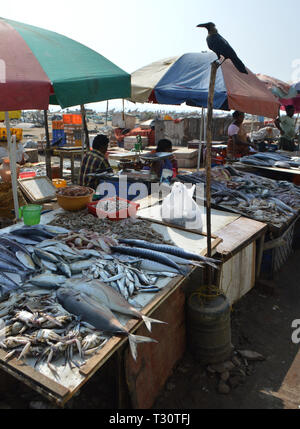 Chennai, Indien. Le 08 février, 2019. Marché aux poissons, sur la plage de Chennai (Madras) en Inde du Sud, ajoutée le 08.02.2019 | Conditions de crédit dans le monde entier : dpa/Alamy Live News Banque D'Images