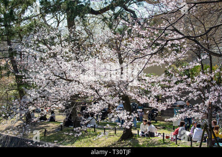 Les gens se sont réunis pour voir les cerisiers en fleurs, 'Hana-mi', ou d'avoir le traditionnel pique-nique sous eux dans le bain soleil du printemps à Shukugawa, près de Nishinomiya au Japon. Un endroit populaire, avec une rangée de cerisiers de chaque côté de la rivière. Banque D'Images