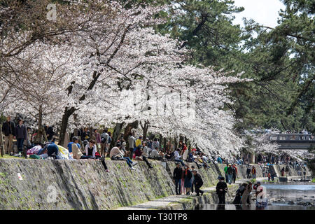 Les gens se sont réunis pour voir les cerisiers en fleurs, 'Hana-mi', ou d'avoir le traditionnel pique-nique sous eux dans le bain soleil du printemps à Shukugawa, près de Nishinomiya au Japon. Un endroit populaire, avec une rangée de cerisiers de chaque côté de la rivière. Banque D'Images