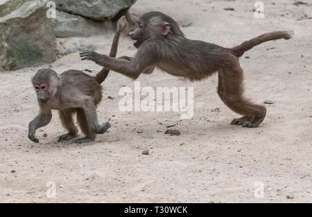 Berlin, Allemagne. Le 05 Avr, 2019. Enduire deux babouins (Papio hamadryas) jouent dans une piscine en plein air dans l'enceinte du zoo. Crédit : Paul Zinken/dpa/Alamy Live News Banque D'Images
