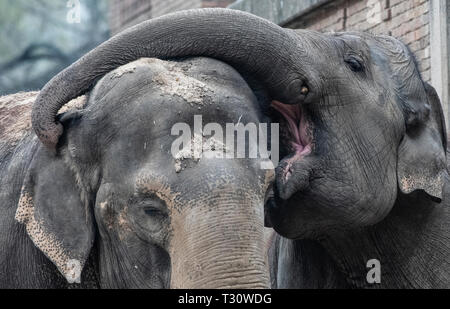 Berlin, Allemagne. Le 05 Avr, 2019. Deux éléphants se collent dans un boîtier extérieur au zoo. Crédit : Paul Zinken/dpa/Alamy Live News Banque D'Images