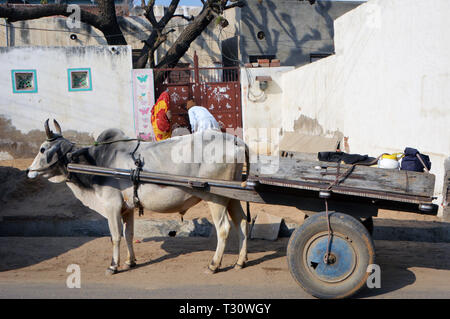 Mandawa, Indien. Feb 06, 2019. Scène de rue à Mandawa dans l'Inde du Nord - Kuh avec charrette, prises le 06.02.2019 | Conditions de crédit dans le monde entier : dpa/Alamy Live News Banque D'Images