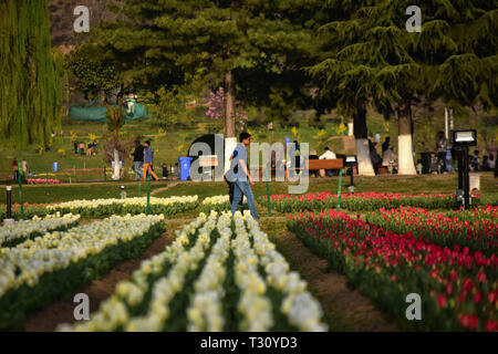 3 avril 2019 - Les enfants et les adultes à pied à travers l'univers coloré et à l'odeur douce de fleurs de tulipes dans l'Indira Gandhi Memorial Tulip Garden à Srinagar, dans le Cachemire sous administration indienne, le 3 avril 2019. Le jardin, qui est situé sur les contreforts de la gamme Zabarwan, est construit sur un terrain en pente de 7 terrasses et répartis sur une surface d'environ 30 hectares, surplombant le magnifique lac Dal. Il est considéré comme le plus grand d'Asie, le jardin des tulipes et est le foyer de 46 variétés de tulipes, qui couvrent les principaux domaines de l'espace, mais aussi à d'autres espèces de fleurs. Le jardin a été construit en 2 Banque D'Images