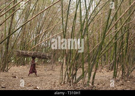 Le Bangladesh, Naogaon. 6ème apr 2019. Une femme sur son Santal caries entendre de la direction générale de l'utilisation des arbres pour cuire le combustible comme elle de recueillir près de forest jungle passe par un jardin de bambous près de Dhamoirhat, district de Naogaon partie nord du pays. Credit : MD Mehedi Hasan/ZUMA/Alamy Fil Live News Banque D'Images