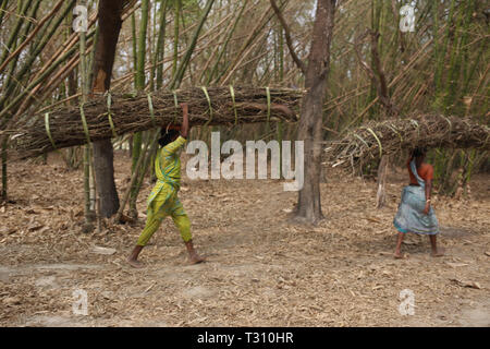 Le Bangladesh, Naogaon. 6ème apr 2019. Les femmes Santal poursuivre son arbre de direction entend utiliser pour cuire le combustible qu'ils recueillent à partir de la jungle près de la forêt passe par un jardin de bambous près de Dhamoirhat, district de Naogaon partie nord du pays. Credit : MD Mehedi Hasan/ZUMA/Alamy Fil Live News Banque D'Images