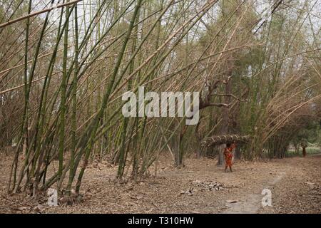 Le Bangladesh, Naogaon. 6ème apr 2019. Les femmes Santal poursuivre son arbre de direction entend utiliser pour cuire le combustible qu'ils recueillent à partir de la jungle près de la forêt passe par un jardin de bambous près de Dhamoirhat, district de Naogaon partie nord du pays. Credit : MD Mehedi Hasan/ZUMA/Alamy Fil Live News Banque D'Images