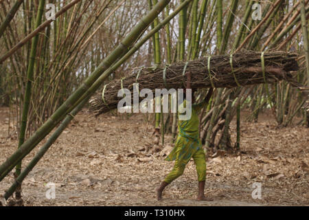 Le Bangladesh, Naogaon. 6ème apr 2019. Une femme sur son Santal caries entendre de la direction générale de l'utilisation des arbres pour cuire le combustible comme elle de recueillir près de forest jungle passe par un jardin de bambous près de Dhamoirhat, district de Naogaon partie nord du pays. Credit : MD Mehedi Hasan/ZUMA/Alamy Fil Live News Banque D'Images