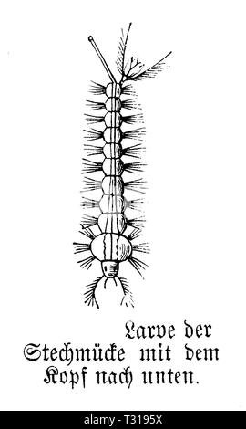 Moustique : larve, anonym 1893 Banque D'Images