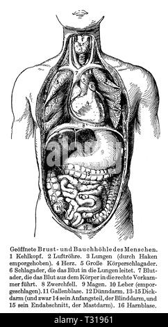 La cavité thoracique et abdominale, anonym anonym;1928 Banque D'Images