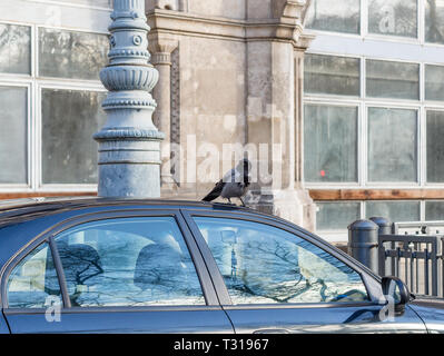 Corbeau noir et gris assis sur le toit de voiture en zone urbaine. Crow a endommagé le toit de voiture Banque D'Images