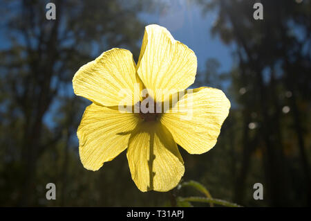 Fleur jaune rétroéclairé, brillants dans la lumière du soleil. Carnarvon Gorge, Queensland, Australie Banque D'Images