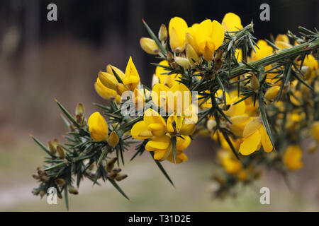 Gros plan d'une branche d'Ajoncs aux fleurs jaunes et épines piquantes Banque D'Images